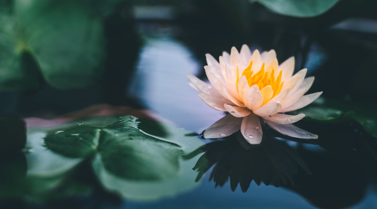 The Slowest Thread in the World: Lotus Silk
